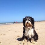 UrlaubmitHund UrlaubmitHund